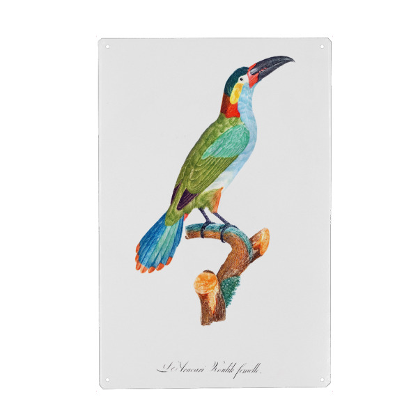 Holzbild "Schwarzhals-Aracari" artboxONE - Natur,Für Kinder,Tiere,Für Mama,Für Papa
