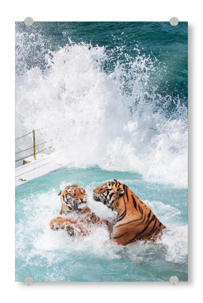 Acrylglasbild "Tigers Pool" artboxONE - Natur,Für Kinder,Tiere,Reise / Strand und Meer,Städte / Sydney