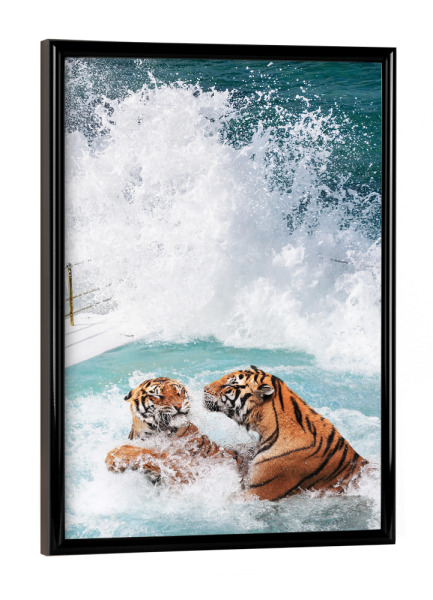Poster mit schwarzem Rahmen "Tigers Pool" artboxONE - Natur,Für Kinder,Tiere,Reise / Strand und Meer,Städte / Sydney