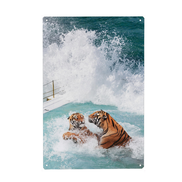 Metall Poster "Tigers Pool" artboxONE - Natur,Für Kinder,Tiere,Reise / Strand und Meer,Städte / Sydney