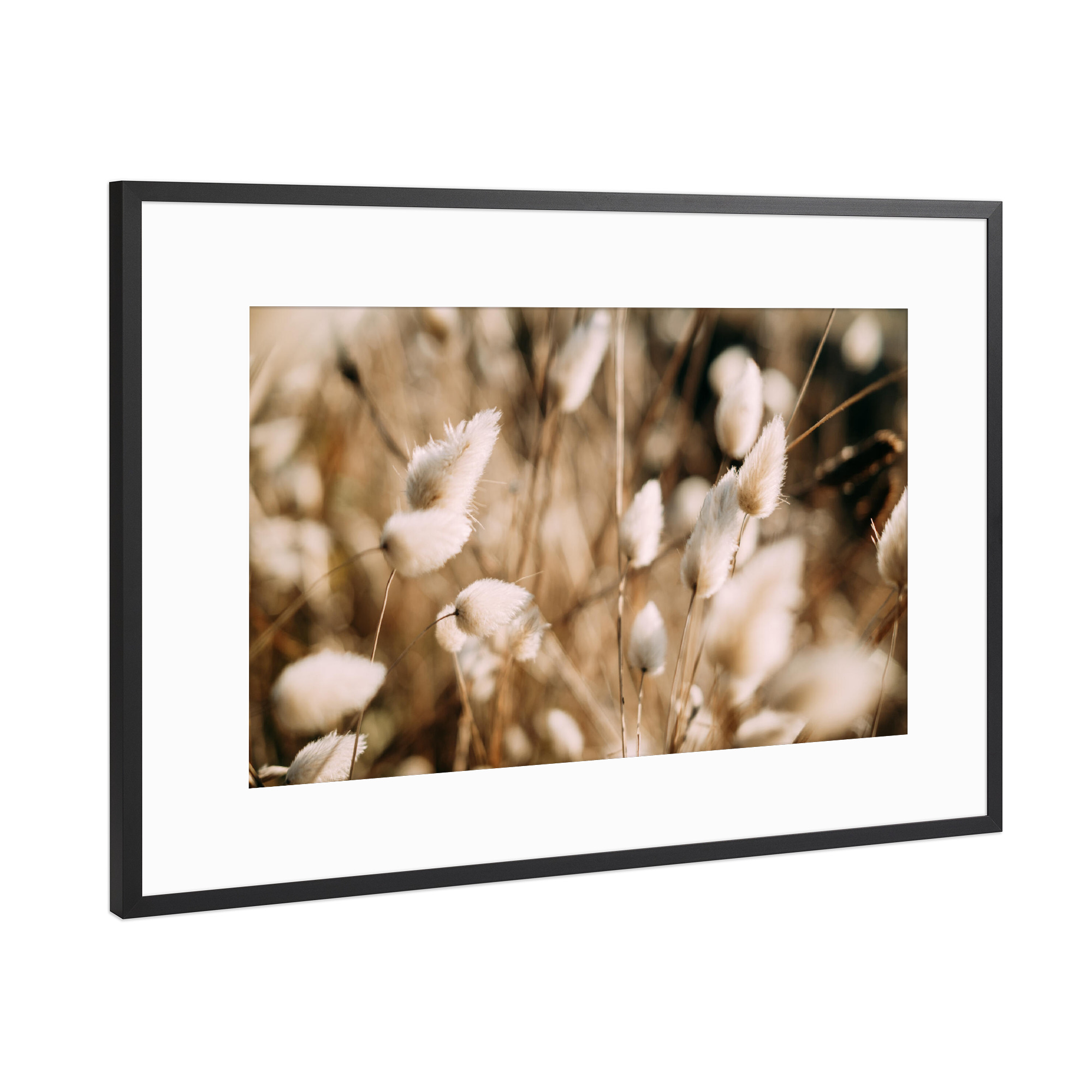 Poster mit Rahmen Schwarz (Metallic) "Cottondream" artboxONE - Natur,Reise,Floral,Reise / Länder - Blumen,Bluten,Flower,Flowerpower,Floral,Moody