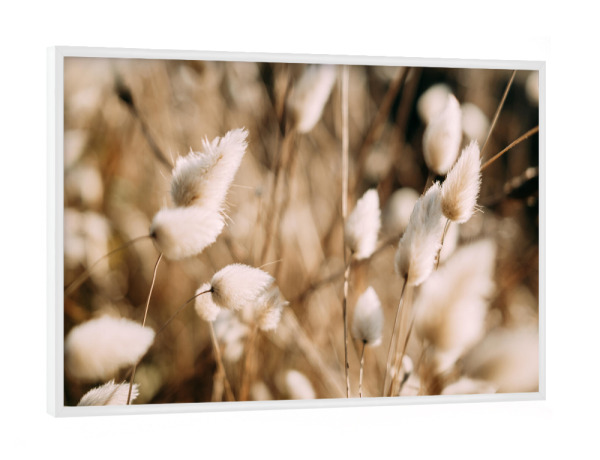 Poster mit weißem Rahmen "Cottondream" artboxONE - Natur,Reise,Floral,Reise / Länder - Blumen,Bluten,Flower,Flowerpower,Floral,Moody