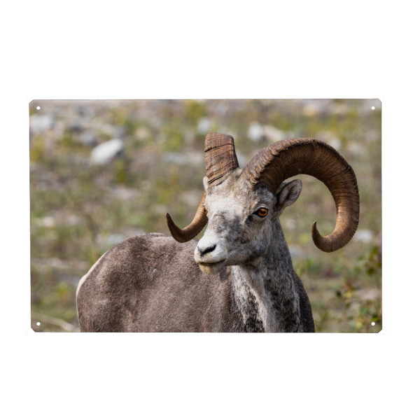 Metall Poster "Wildes Dickhornschaf" artboxONE - Tiere - Dickhornschaf,Kanada,Alaska,Rocky mountains,Alberta,Wildlife,Schaf,Wildtiere - Blechschild