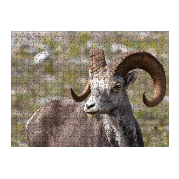 Puzzle Ravensburger "Wildes Dickhornschaf" artboxONE - Tiere - Dickhornschaf,Kanada,Alaska,Rocky mountains,Alberta,Wildlife,Schaf,Wildtiere