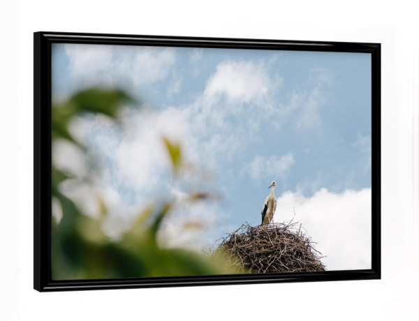 Poster mit schwarzem Rahmen "Storch im Nest" artboxONE - Natur,Reise,Tiere - Storch,Weißstorch,Nest,Baum,Tier,Tiere,Wildlife,Vogel,Vögel,Natur