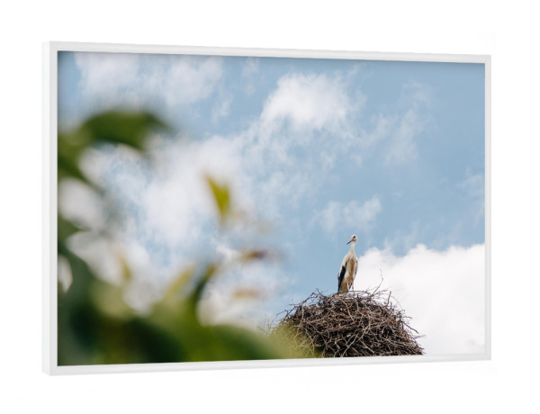 Poster mit weißem Rahmen "Storch im Nest" artboxONE - Natur,Reise,Tiere - Storch,Weißstorch,Nest,Baum,Tier,Tiere,Wildlife,Vogel,Vögel,Natur