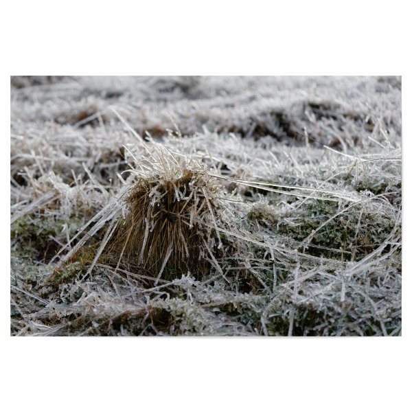 Poster 30x20 cm "Vereiste Grashalme" artboxONE - Natur