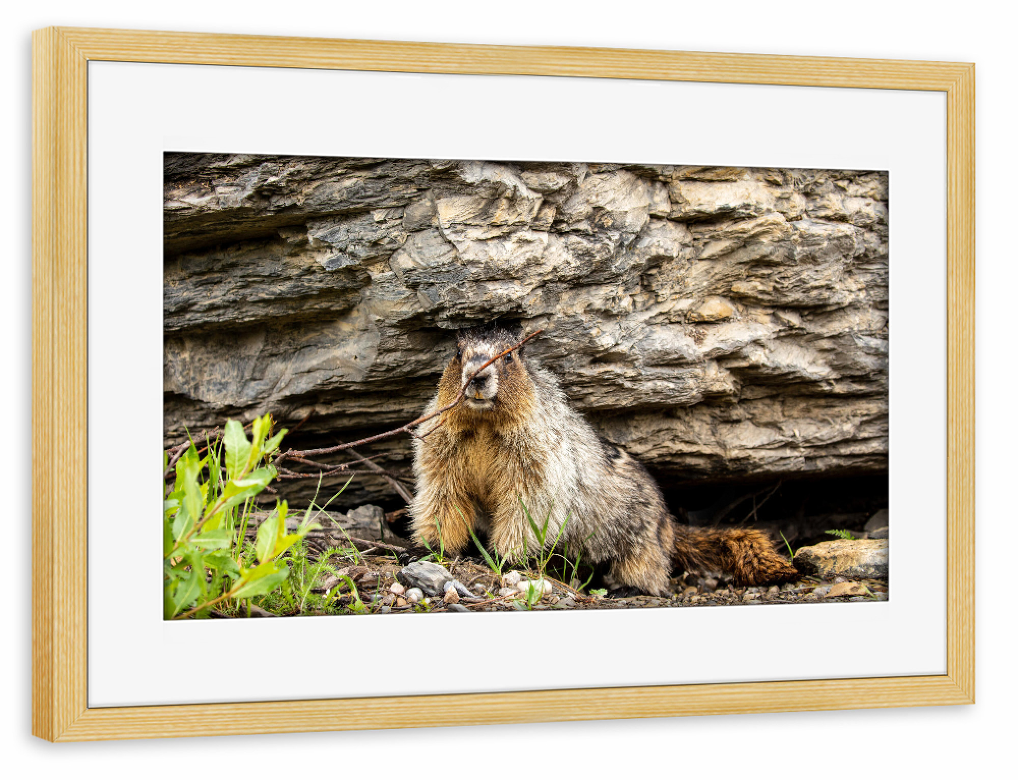 Poster mit Rahmen kiefer "Neugieriges Murmeltier" artboxONE - Natur,Tiere - Murmeltier,Nagetier,Rocky mountains,Kanada,Wildlife,Niedlich,Jasper,Banff