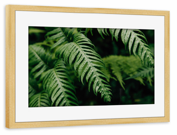 Poster mit Rahmen kiefer "Schöner Farn Nahaufnahme" artboxONE - Natur,Floral,Abstrakt