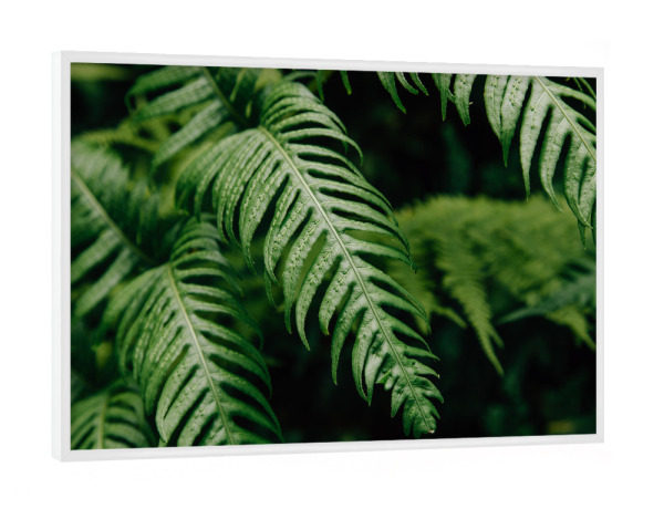 Poster mit weißem Rahmen "Schöner Farn Nahaufnahme" artboxONE - Natur,Floral,Abstrakt