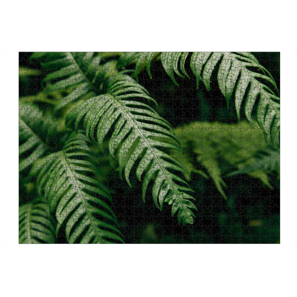 artboxONE Puzzle "Schöner Farn Nahaufnahme" artboxONE - Natur,Floral,Abstrakt