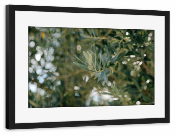 Poster mit Rahmen schwarz "Zweig eines Olivenbaumes" artboxONE - Natur,Reise,Floral