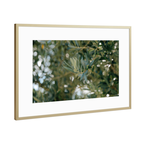 Poster mit Rahmen Gold "Zweig eines Olivenbaumes" artboxONE - Natur,Reise,Floral