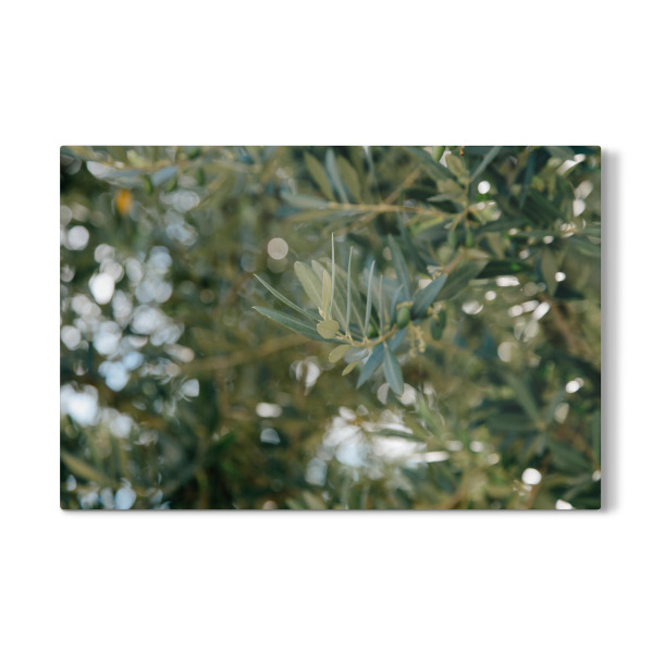 Galerie-Print "Zweig eines Olivenbaumes" 30x20 cm artboxONE