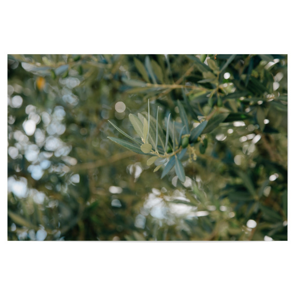 Poster "Zweig eines Olivenbaumes" artboxONE - Natur,Reise,Floral