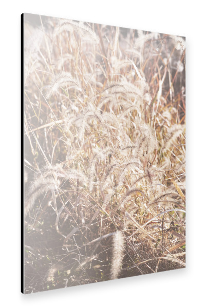 Alu-Dibond "Sonnenuntergang Pflanzenfeld" 30x20 cm artboxONE