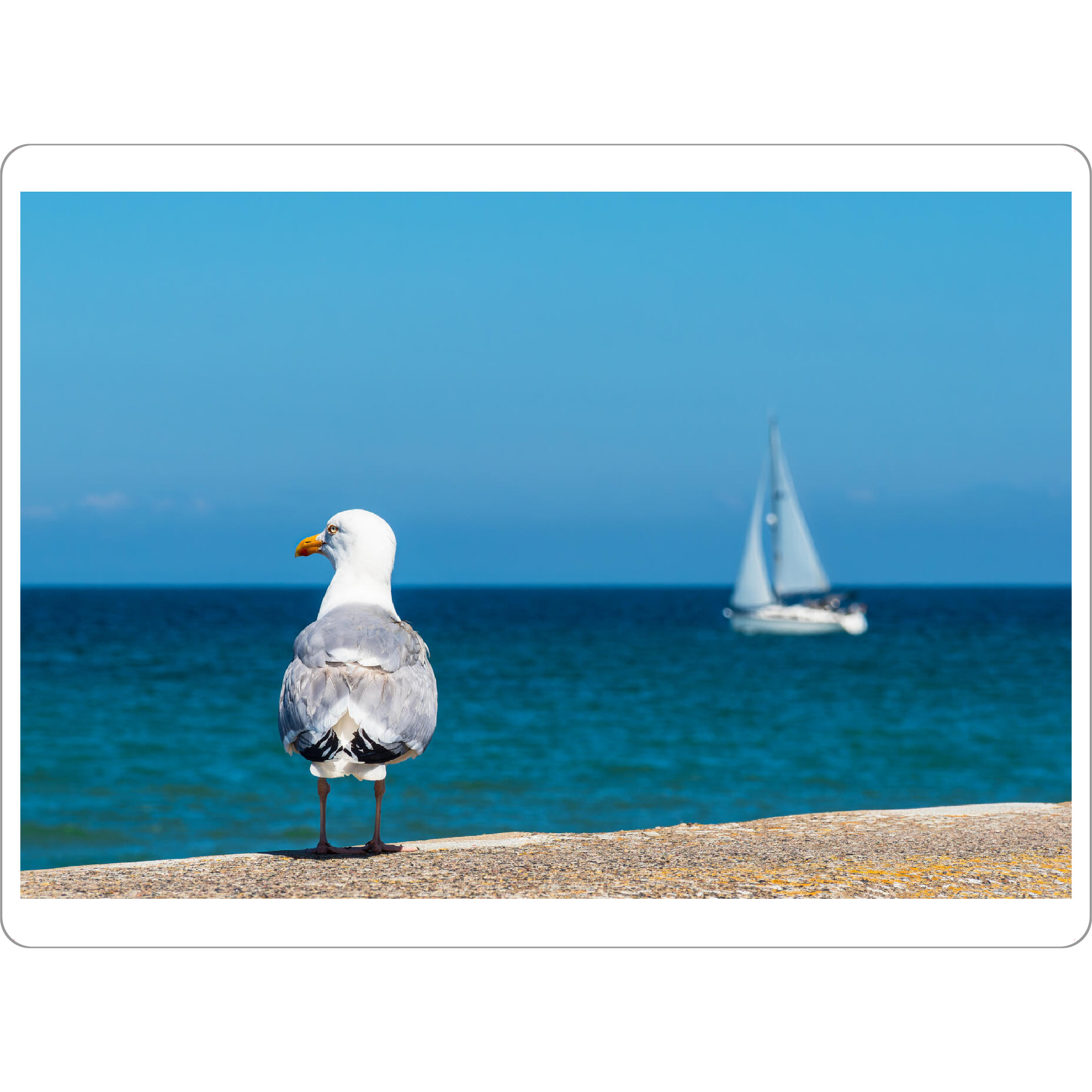 Tischset "Möwe, Meer, Segelboot" artboxONE - Natur,Reise,Tiere,Reise / Strand und Meer