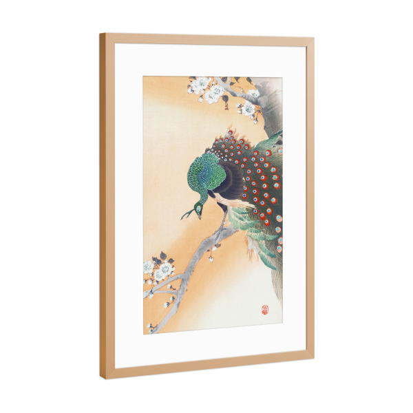 Poster mit Rahmen Kupfer "Pfau auf einem Kirschblütenbaum" artboxONE - Natur,Tiere,Reise / Asien