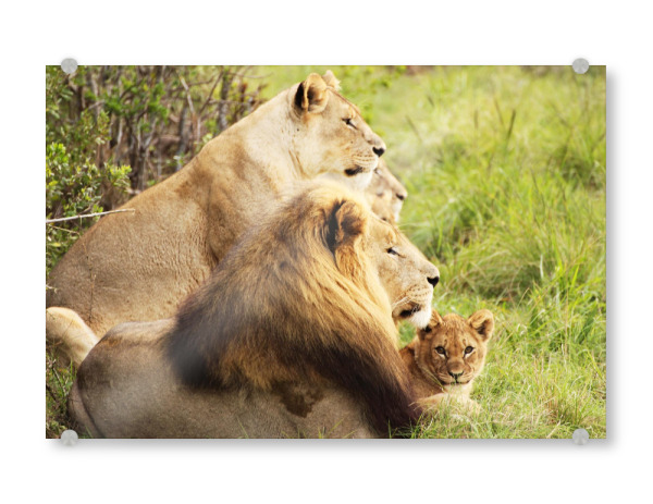 Acrylglasbild "Löwenbaby mit Familie" artboxONE - Natur,Tiere,Reise / Afrika