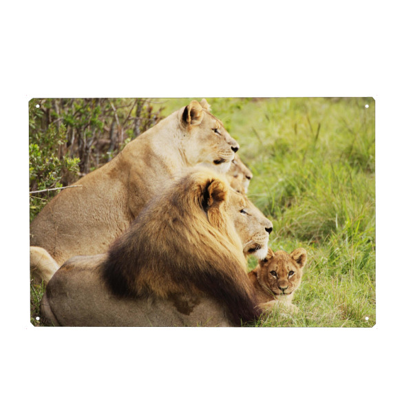 Holzbild "Löwenbaby mit Familie" artboxONE - Natur,Tiere,Reise / Afrika