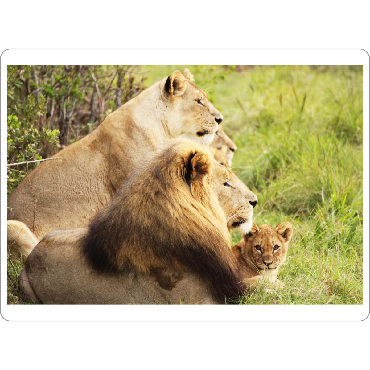 Tischset "Löwenbaby mit Familie" artboxONE - Natur,Tiere,Reise / Afrika