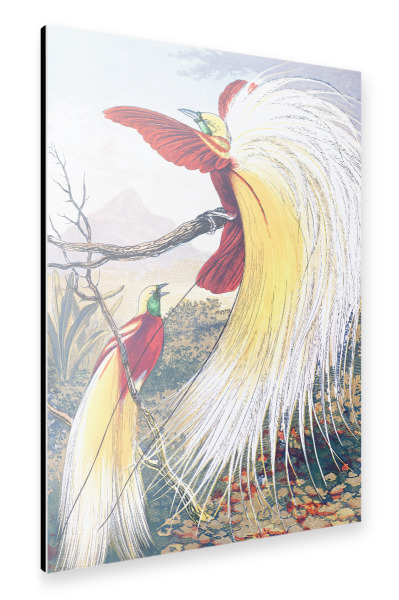 Alu-Dibond "Der Paradiesvogel" 30x20 cm artboxONE