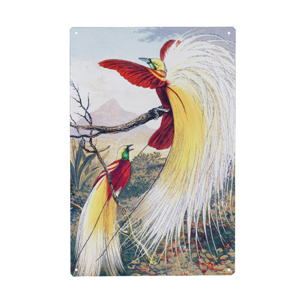 Holzbild "Der Paradiesvogel" artboxONE - Natur,Für Kinder,Tiere