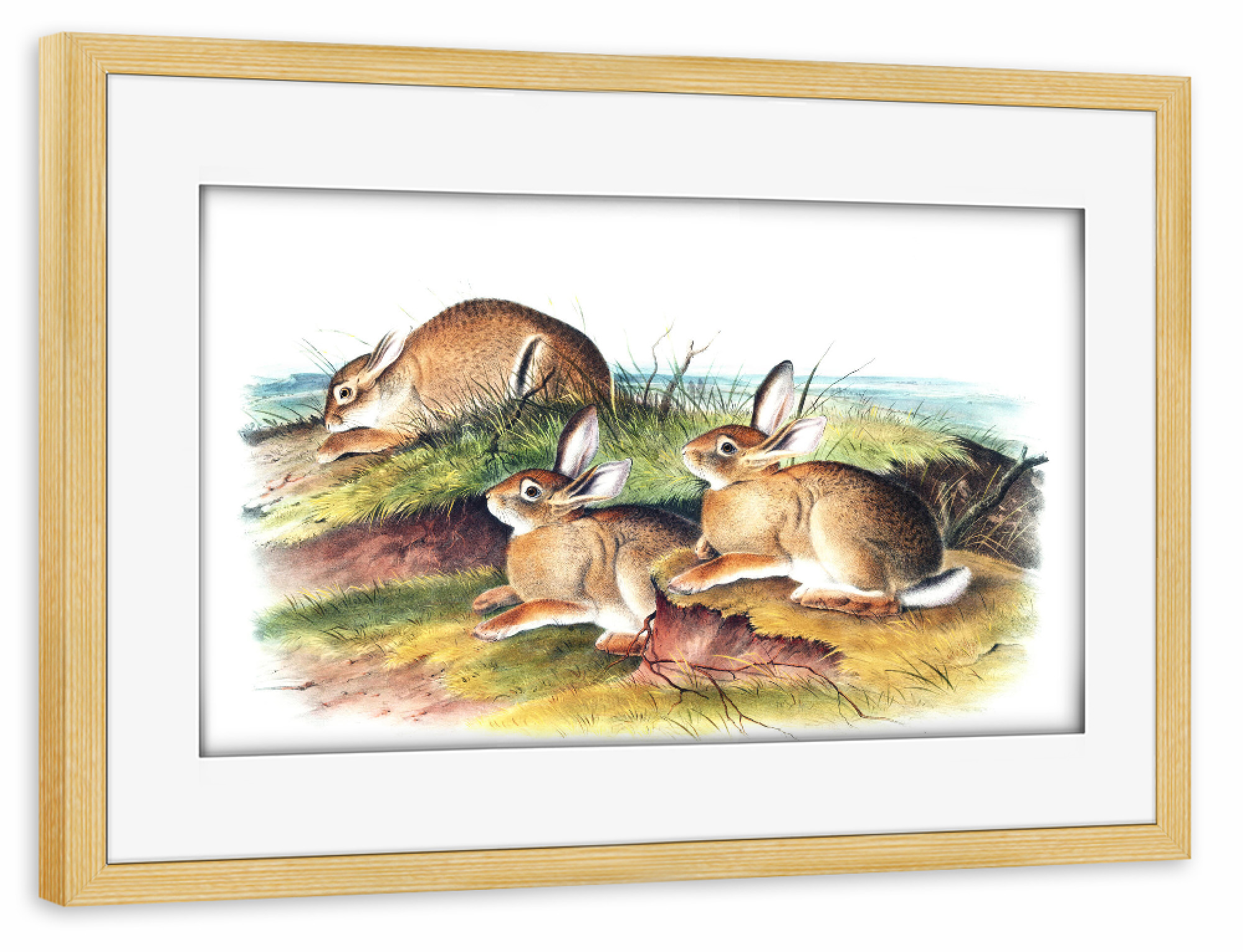 Poster mit Rahmen kiefer "Warmer Waldhase" artboxONE - Natur,Für Kinder,Tiere,Für Mama,Für Papa