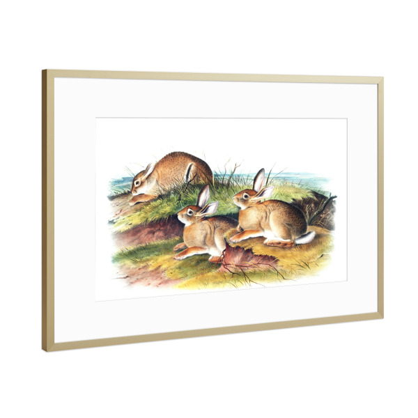Poster mit Rahmen Gold "Warmer Waldhase" artboxONE - Natur,Für Kinder,Tiere,Für Mama,Für Papa