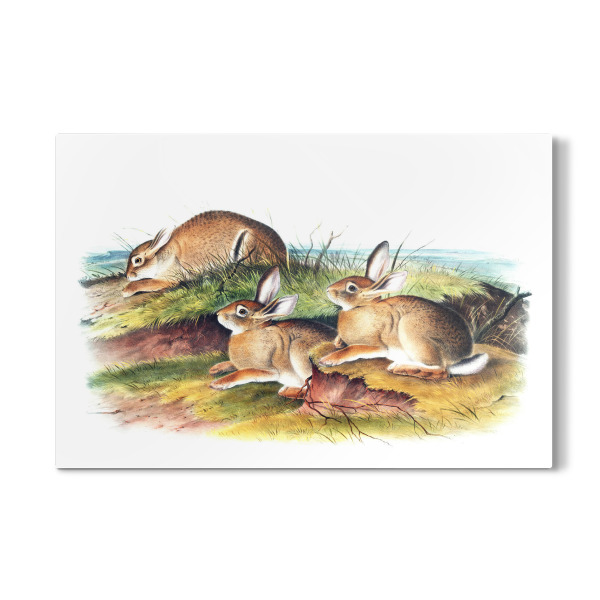 Galerie-Print "Warmer Waldhase" 30x20 cm artboxONE