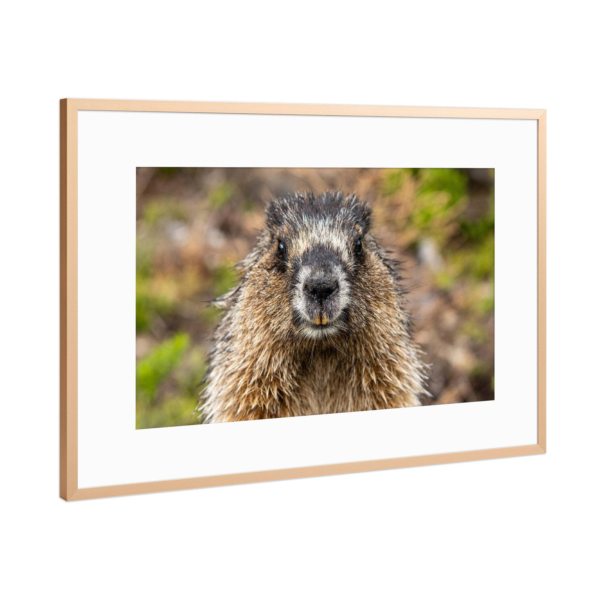 Poster mit Rahmen Kupfer "Rocky Mountains Murmeltier" artboxONE - Natur,Tiere