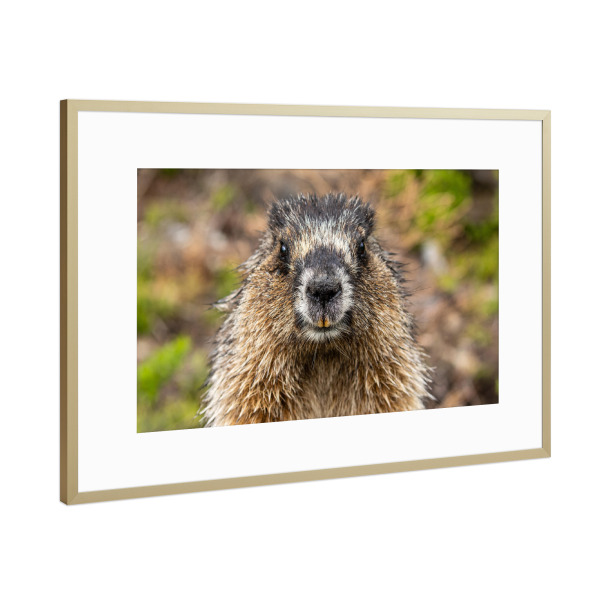 Poster mit Rahmen Gold "Rocky Mountains Murmeltier" artboxONE - Natur,Tiere