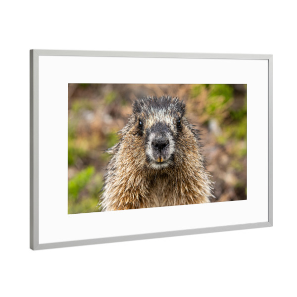 Poster mit Rahmen Silber "Rocky Mountains Murmeltier" artboxONE - Natur,Tiere