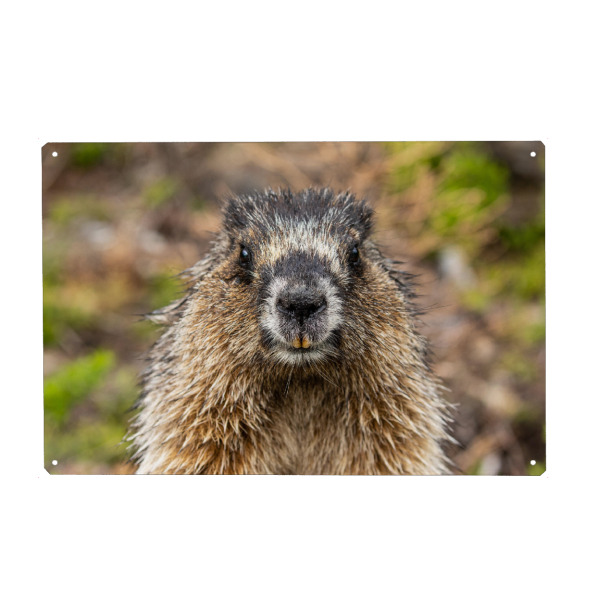 Metall Poster "Rocky Mountains Murmeltier" artboxONE - Natur,Tiere - Murmeltier,Nagetier,Rocky mountains,Kanada,Wildlife,Niedlich,Jasper,Banff