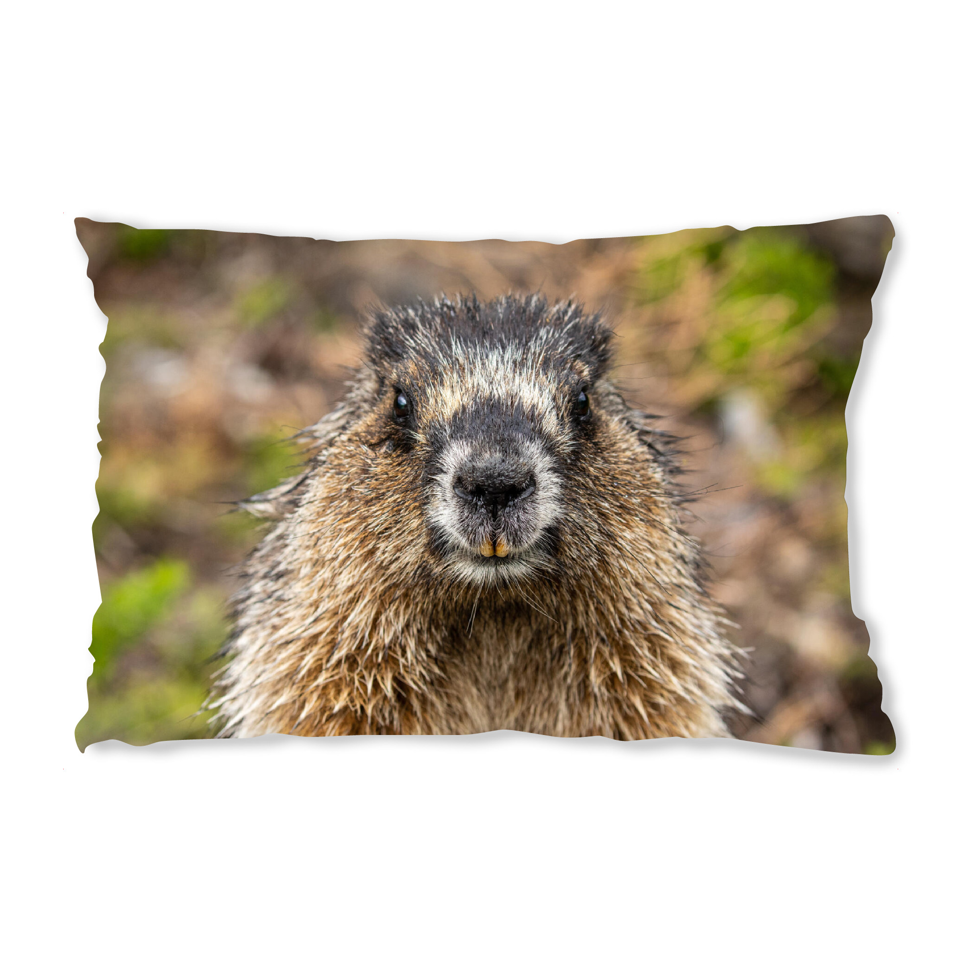 Design-Kissen "Rocky Mountains Murmeltier" artboxONE - Natur,Tiere - Murmeltier,Nagetier,Rocky mountains,Kanada,Wildlife,Niedlich,Jasper,Banff
