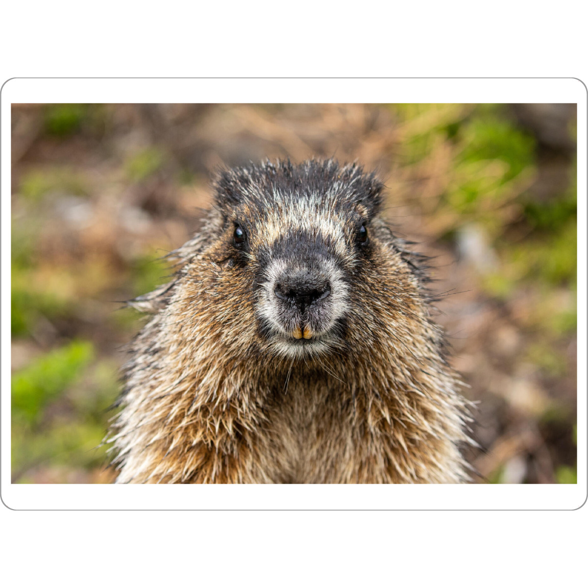 Tischset "Rocky Mountains Murmeltier" artboxONE - Natur,Tiere - Murmeltier,Nagetier,Rocky mountains,Kanada,Wildlife,Niedlich,Jasper,Banff