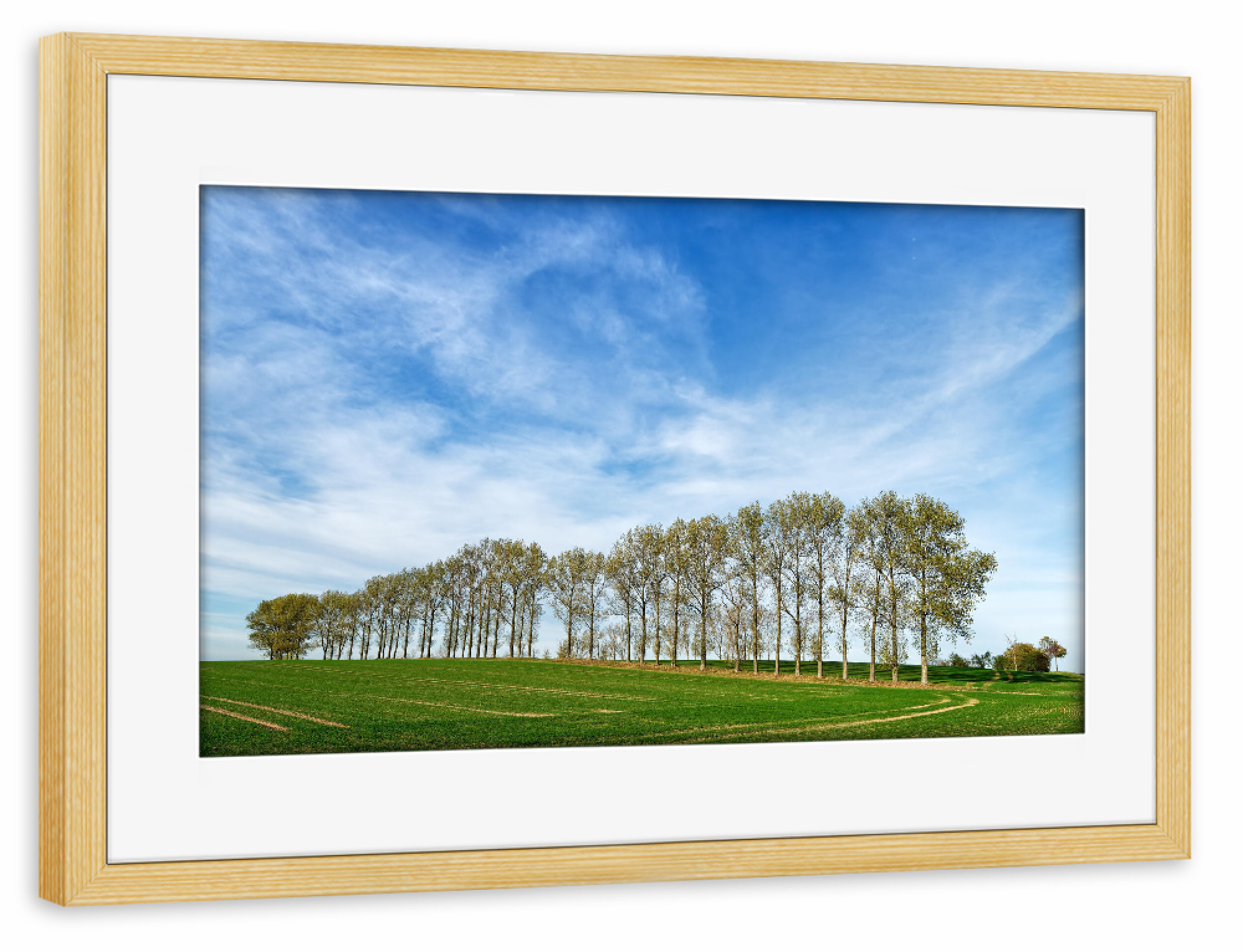 Poster mit Rahmen kiefer "Baumreihe auf einem Feld" artboxONE - Natur