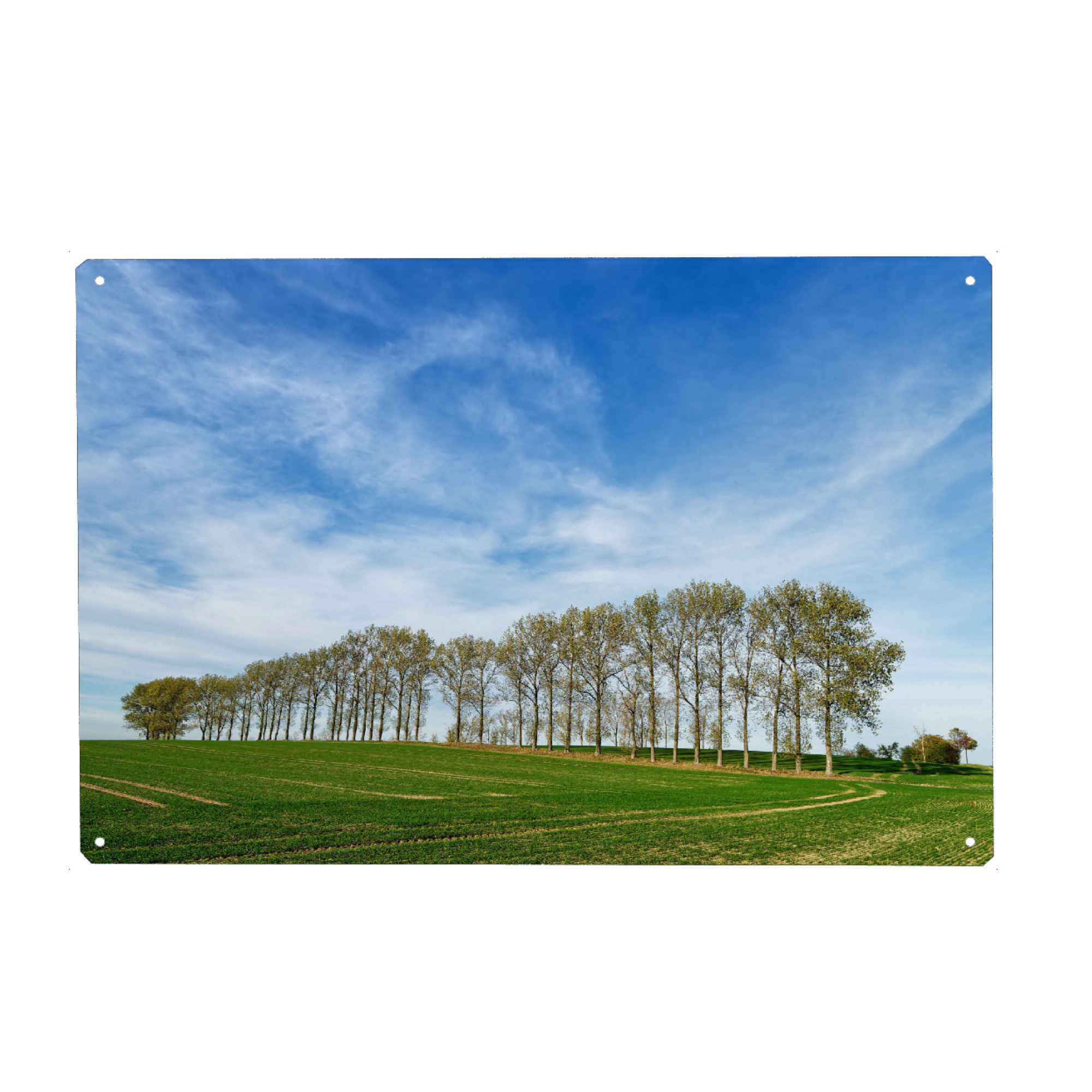 Metall Poster "Baumreihe auf einem Feld" artboxONE - Natur
