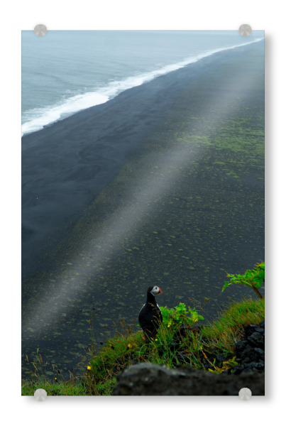 Acrylglasbild "Papageientaucher Black Beach" artboxONE - Natur,Reise,Tiere,Reise / Strand und Meer