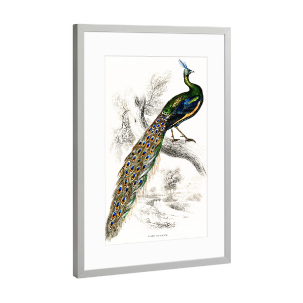 Poster mit Rahmen Silber "Majestätischer männlicher Pfau" artboxONE - Natur,Für Kinder,Tiere,Für Mama,Für Papa