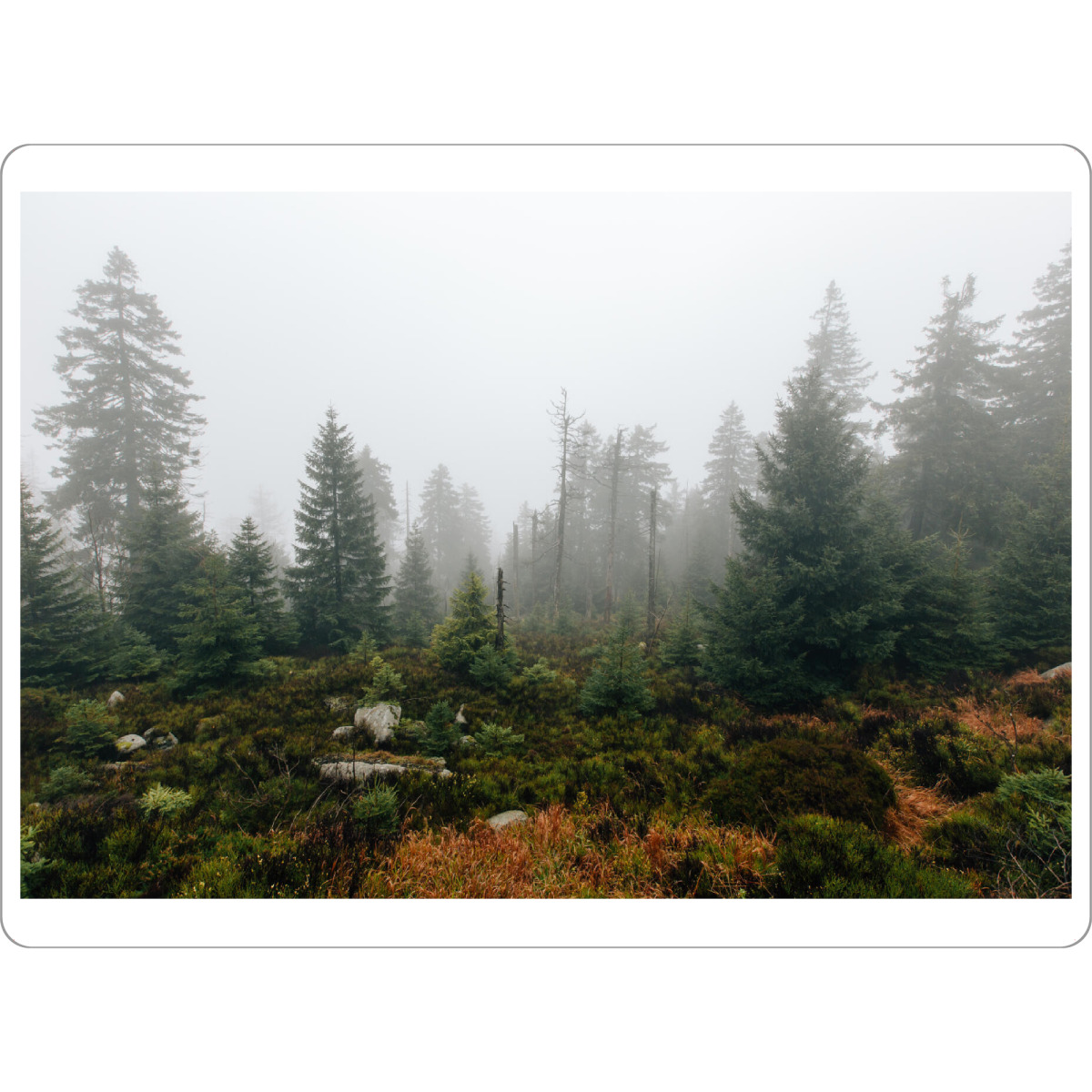 Tischset "Mystischer Harzwald" artboxONE - Natur,Reise,Reise / Länder - Harz,Brocken,Wald,Bäume,Nebel,Mystisch,Wanderung,Tanne,Fichte,Kiefer