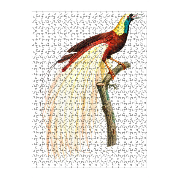 artboxONE Puzzle "Paradiesvogel des Kaisers" artboxONE - Natur,Für Kinder,Tiere,Für Mama,Für Papa