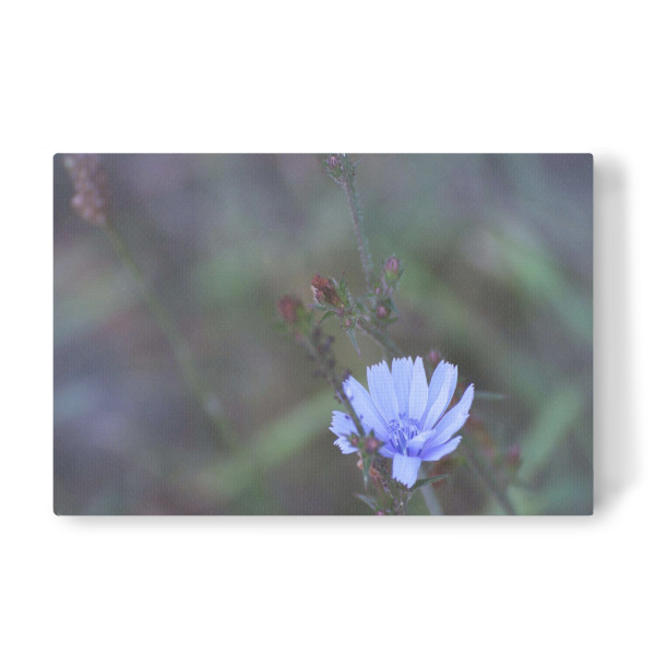 Leinwandbild "Zarte Wildblume" artboxONE - Natur - Flower,Wildflower,Blue,Wildblume,Naturliebe,Blumenliebe,Zarteblume,Zartesblau