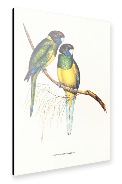Alu-Dibond "Bauersittich" 30x20 cm artboxONE