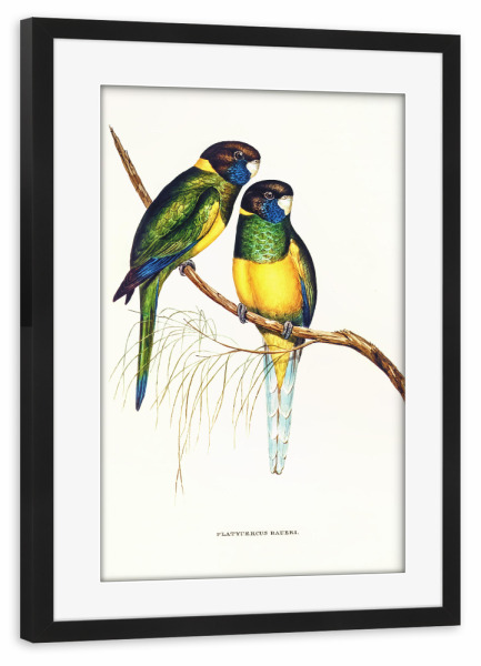 Poster mit Rahmen schwarz "Bauersittich" artboxONE - Natur,Für Kinder,Tiere,Für Mama,Für Papa