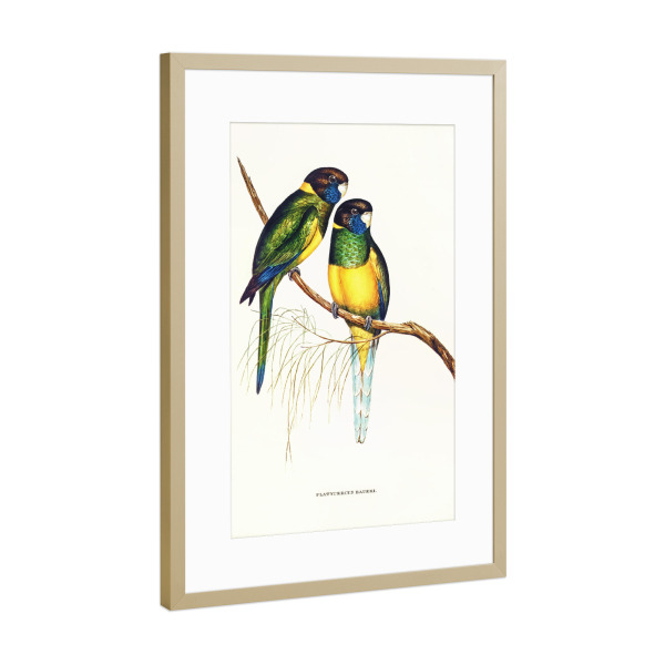 Poster mit Rahmen Gold "Bauersittich" artboxONE - Natur,Für Kinder,Tiere,Für Mama,Für Papa