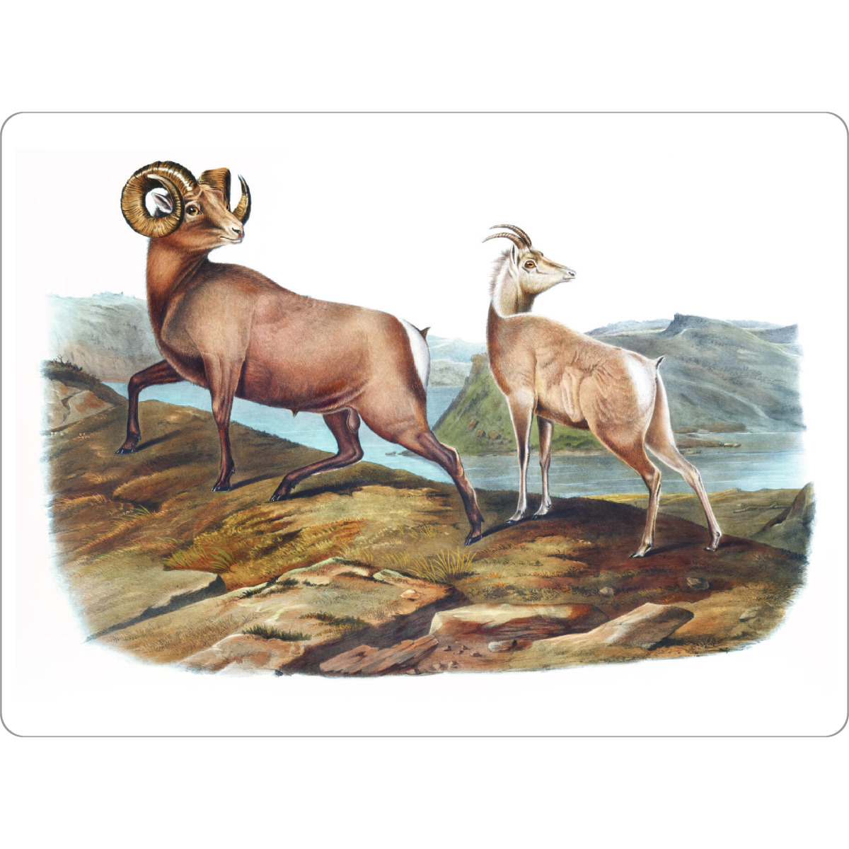 Tischset "Schaf" artboxONE - Natur,Für Kinder,Tiere,Für Mama,Für Papa