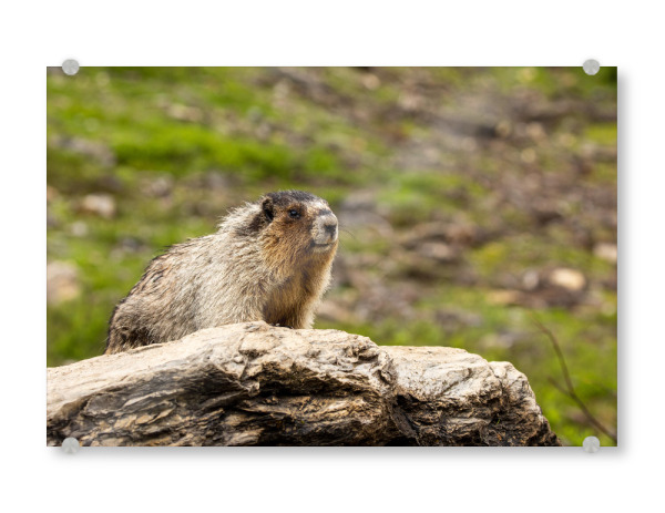 Acrylglasbild "Murmeltier in der Wildnis" artboxONE - Natur,Tiere - Murmeltier,Nagetier,Rocky mountains,Kanada,Wildlife,Niedlich,Jasper,Banff