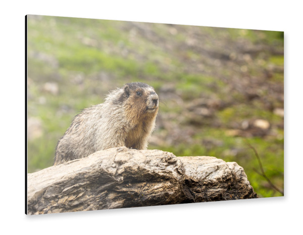 Alu-Dibond "Murmeltier in der Wildnis" 30x20 cm artboxONE