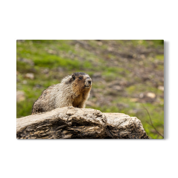Galerie-Print "Murmeltier in der Wildnis" 30x20 cm artboxONE